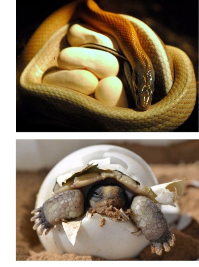 Snake protecting eggs